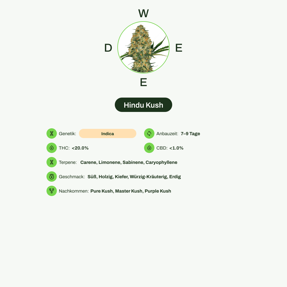 Infografik über THC-Gehalt, CBD-Gehalt, Terpene, Wirkungen, Geschmack von Hindu Kush