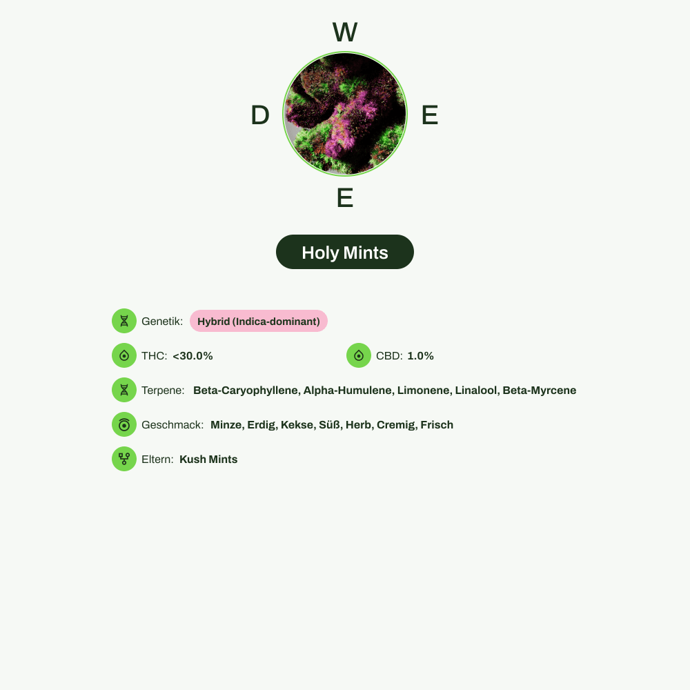 Infografik über THC-Gehalt, CBD-Gehalt, Terpene, Wirkungen, Geschmack von Holy Mints