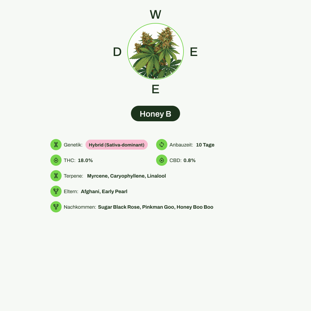 Infografik über THC-Gehalt, CBD-Gehalt, Terpene, Wirkungen von Honey B