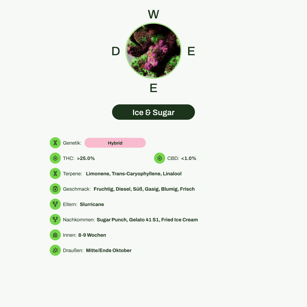 Infografik über THC-Gehalt, CBD-Gehalt, Terpene, Wirkungen, Geschmack von Ice & Sugar