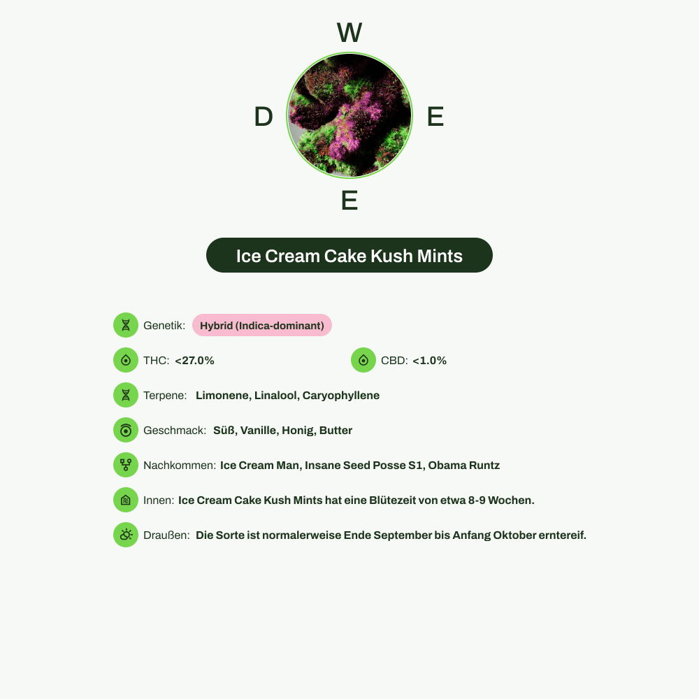 Infografik über THC-Gehalt, CBD-Gehalt, Terpene, Wirkungen, Geschmack von Ice Cream Cake Kush Mints