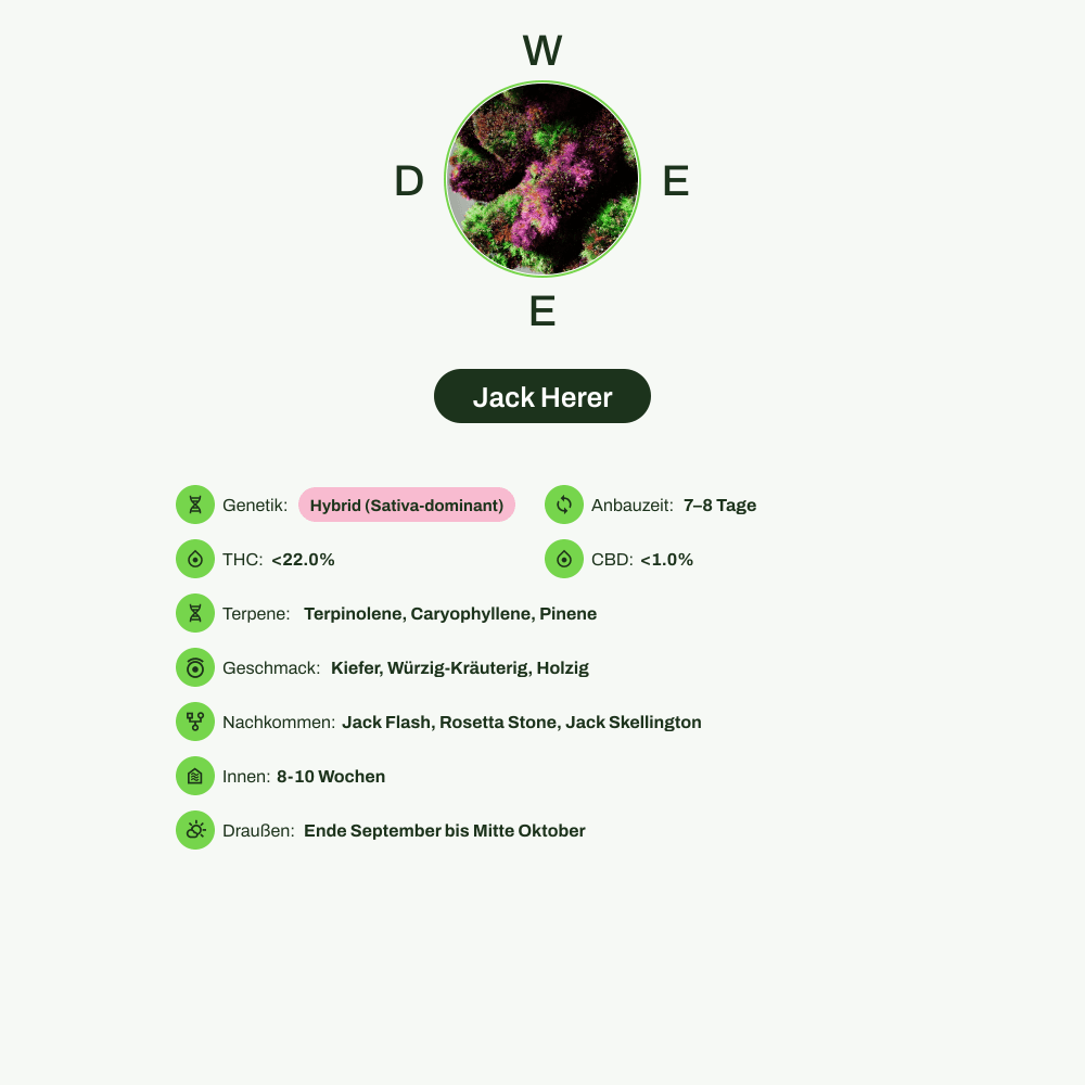 Infografik über THC-Gehalt, CBD-Gehalt, Terpene, Wirkungen, Geschmack von Jack Herer