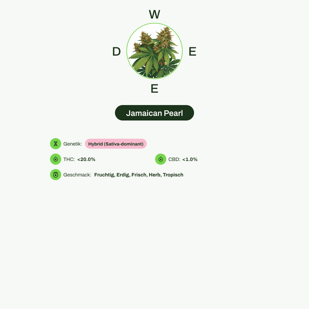 Infografik über THC-Gehalt, CBD-Gehalt, Wirkungen, Geschmack von Jamaican Pearl