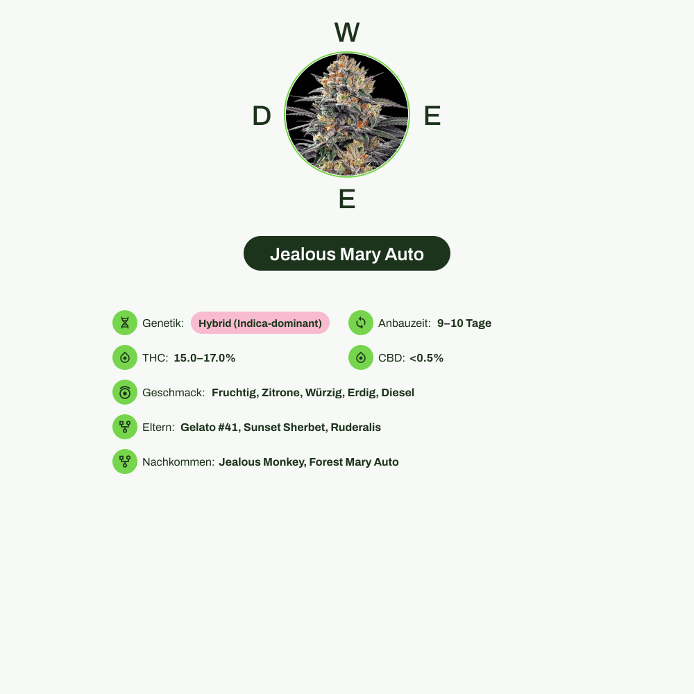 Infografik über THC-Gehalt, CBD-Gehalt, Wirkungen, Geschmack von Jealous Mary Auto