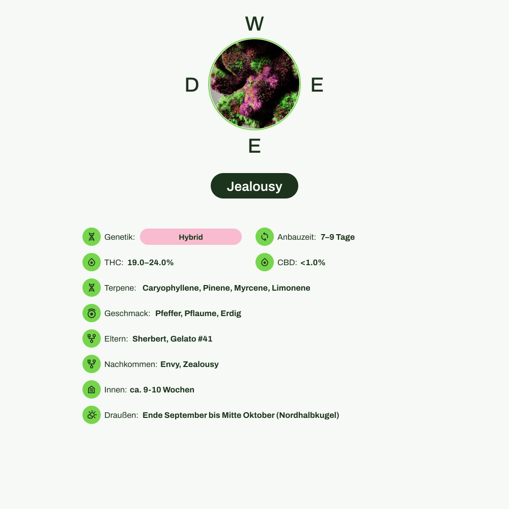 Infografik über THC-Gehalt, CBD-Gehalt, Terpene, Wirkungen, Geschmack von Jealousy