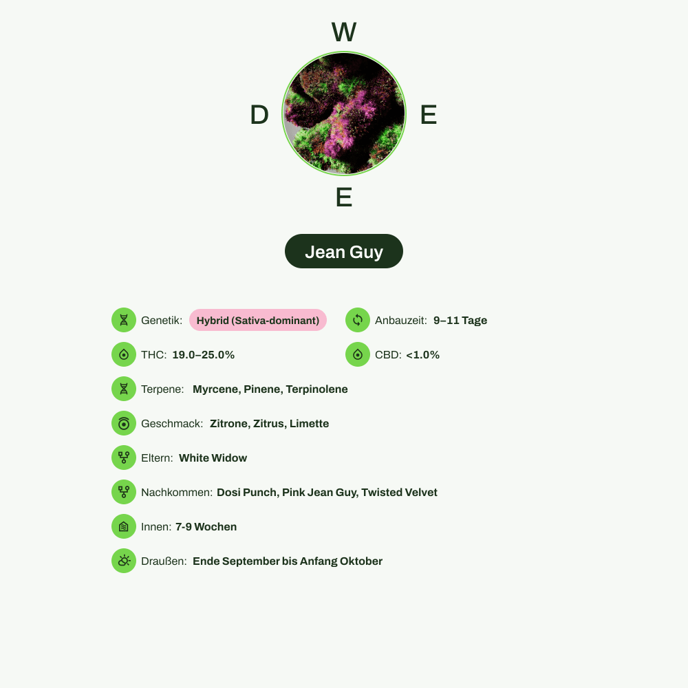 Infografik über THC-Gehalt, CBD-Gehalt, Terpene, Wirkungen, Geschmack von Jean Guy