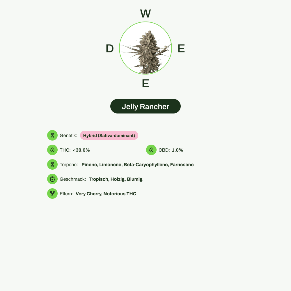 Infografik über THC-Gehalt, CBD-Gehalt, Terpene, Wirkungen, Geschmack von Jelly Rancher