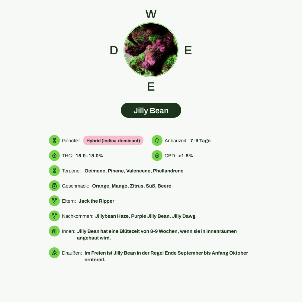 Infografik über THC-Gehalt, CBD-Gehalt, Terpene, Wirkungen, Geschmack von Jilly Bean