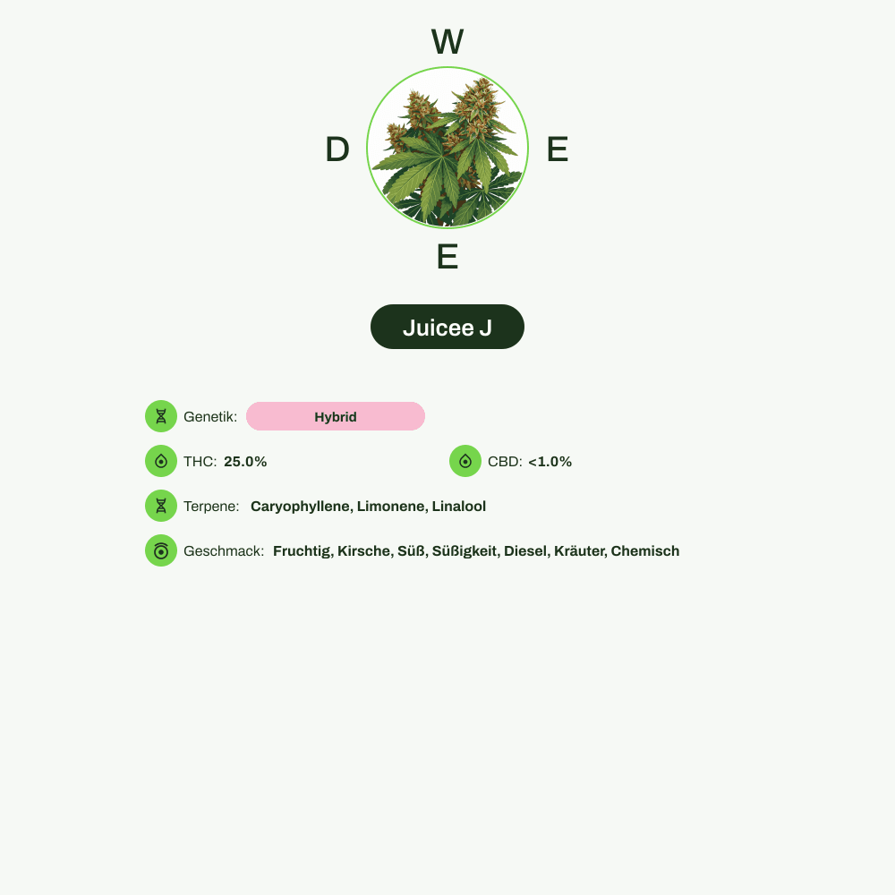 Infografik über THC-Gehalt, CBD-Gehalt, Terpene, Wirkungen, Geschmack von Juicee J