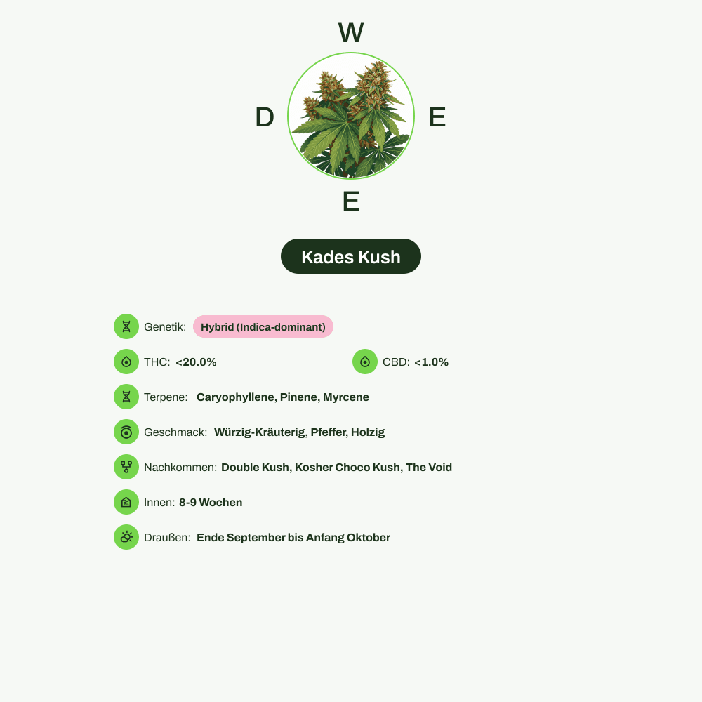 Infografik über THC-Gehalt, CBD-Gehalt, Terpene, Wirkungen, Geschmack von Kades Kush