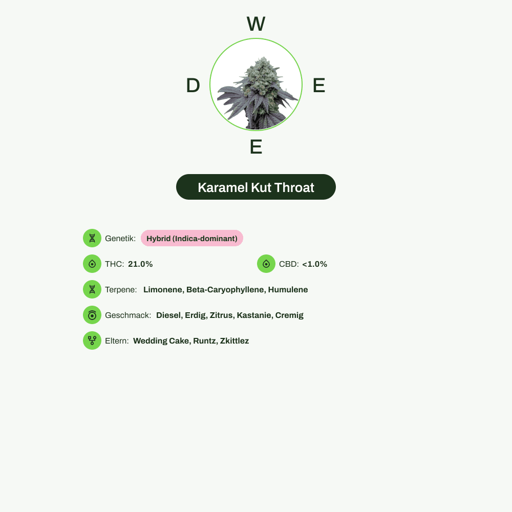 Infografik über THC-Gehalt, CBD-Gehalt, Terpene, Wirkungen, Geschmack von Karamel Kut Throat