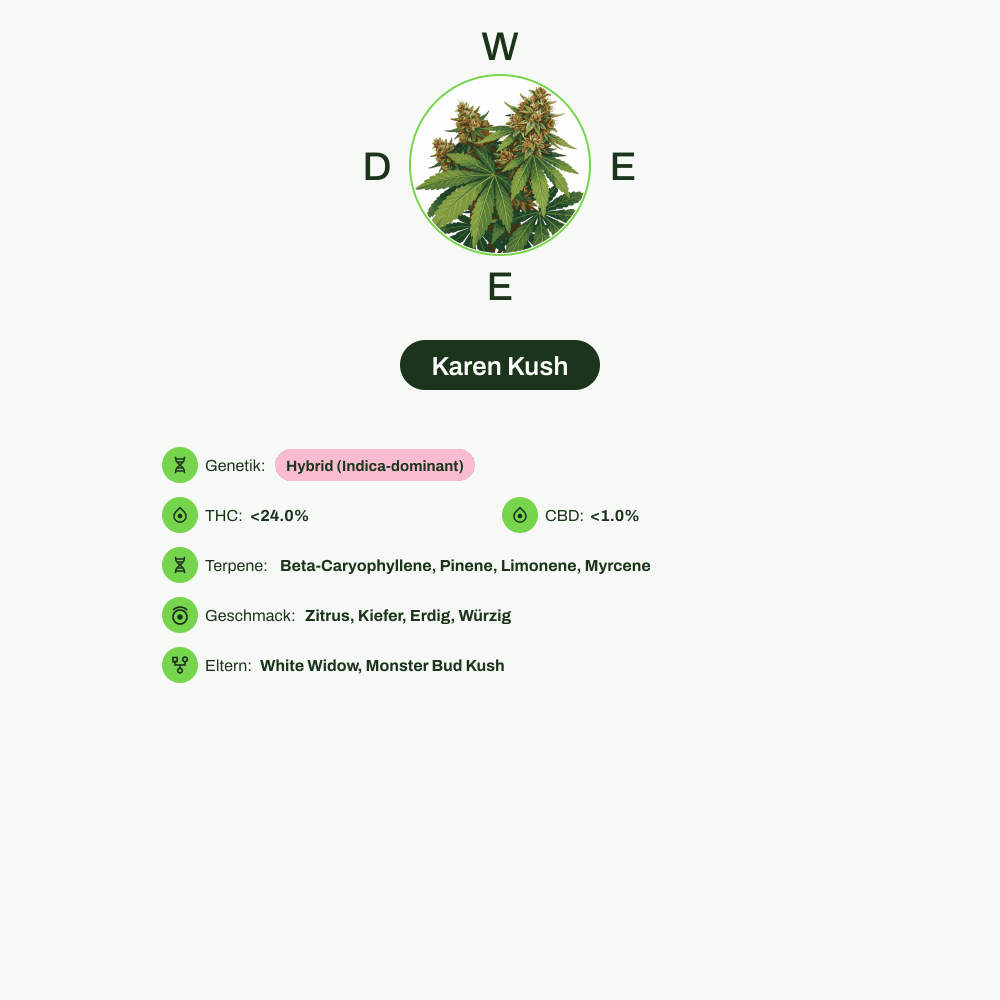 Infografik über THC-Gehalt, CBD-Gehalt, Terpene, Wirkungen, Geschmack von Karen Kush