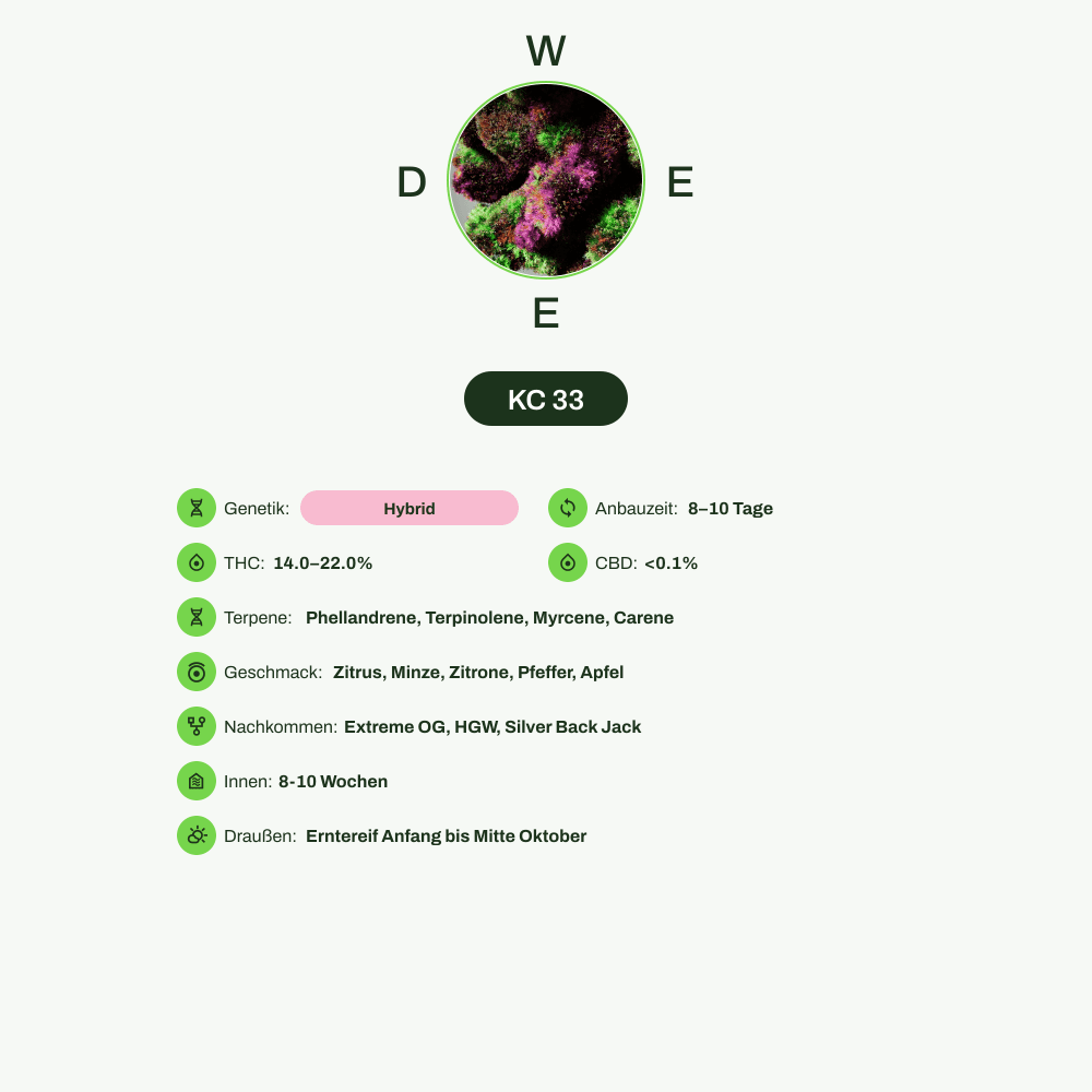 Infografik über THC-Gehalt, CBD-Gehalt, Terpene, Wirkungen, Geschmack von KC 33