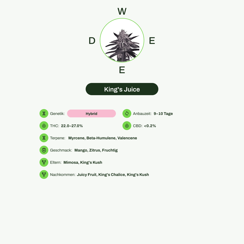 Infografik über THC-Gehalt, CBD-Gehalt, Terpene, Wirkungen, Geschmack von King's Juice
