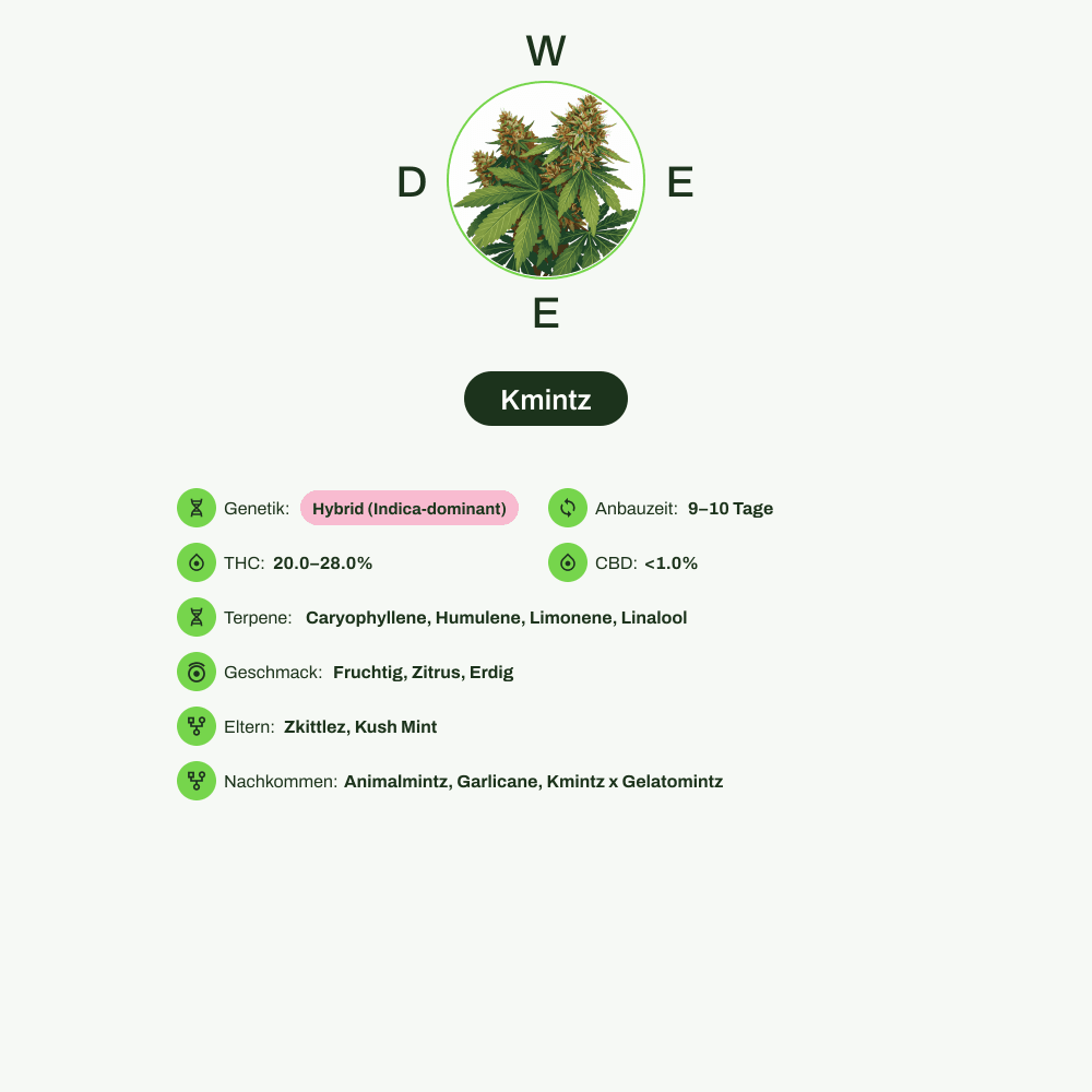 Infografik über THC-Gehalt, CBD-Gehalt, Terpene, Wirkungen, Geschmack von Kmintz