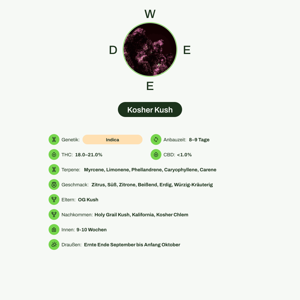 Infografik über THC-Gehalt, CBD-Gehalt, Terpene, Wirkungen, Geschmack von Kosher Kush