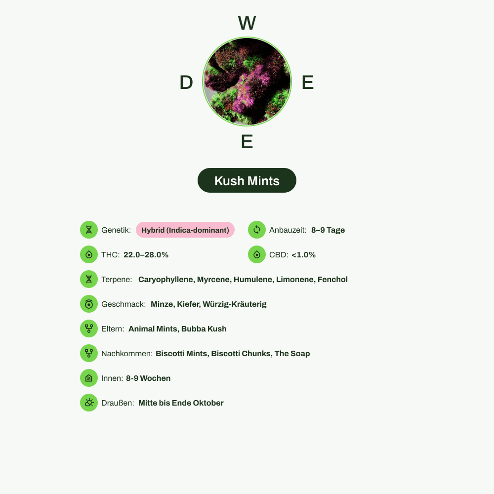 Infografik über THC-Gehalt, CBD-Gehalt, Terpene, Wirkungen, Geschmack von Kush Mints