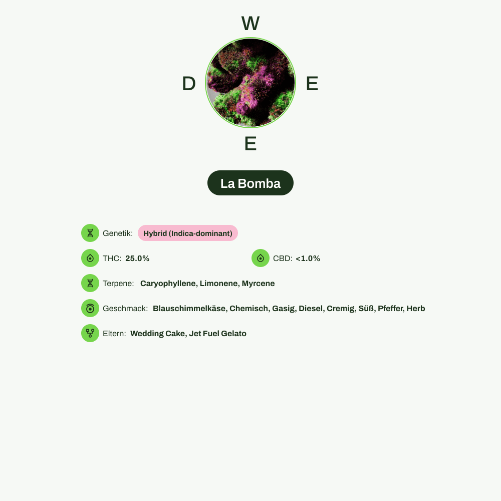 Infografik über THC-Gehalt, CBD-Gehalt, Terpene, Wirkungen, Geschmack von La Bomba