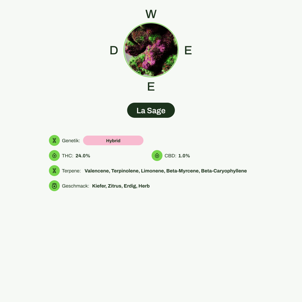 Infografik über THC-Gehalt, CBD-Gehalt, Terpene, Wirkungen, Geschmack von La Sage