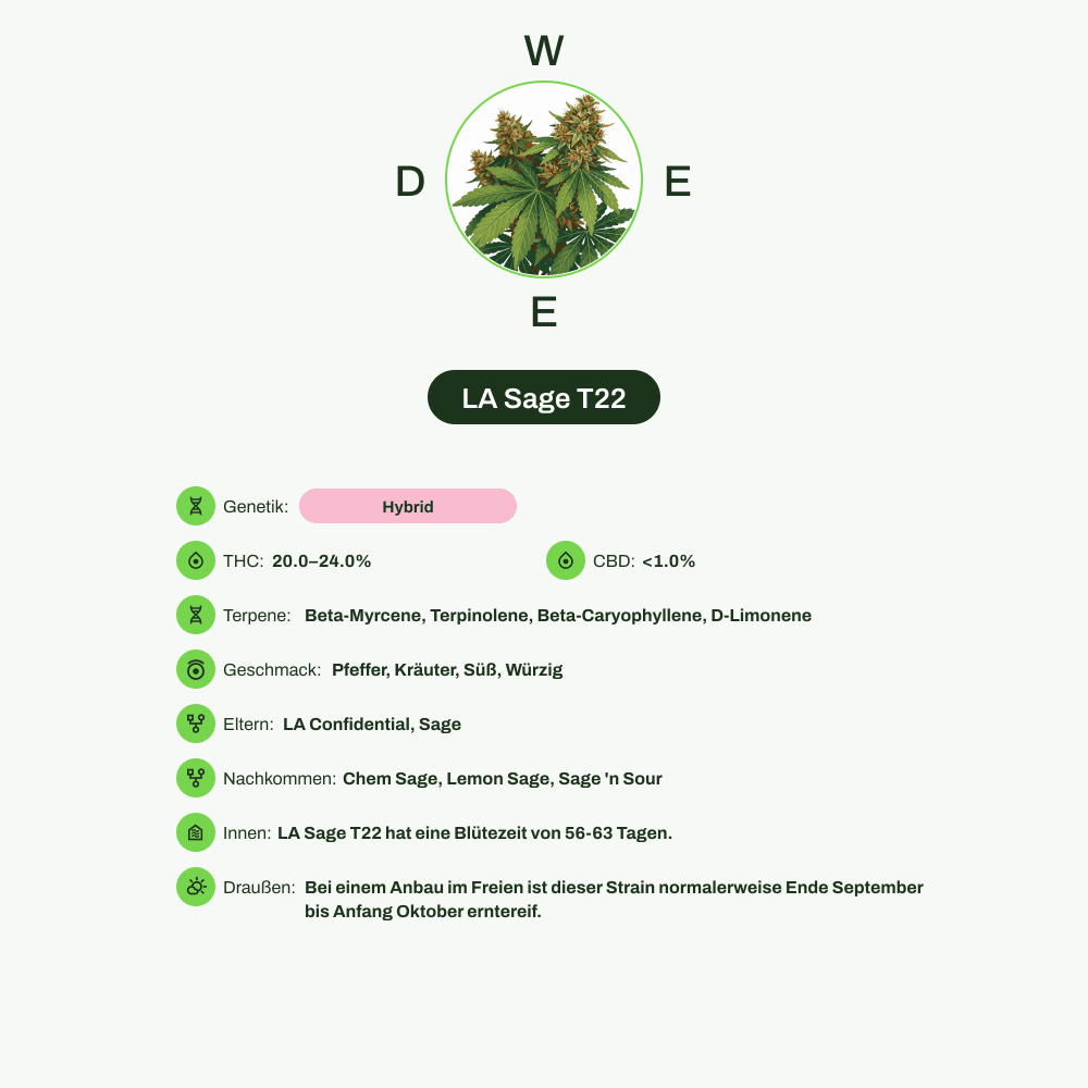Infografik über THC-Gehalt, CBD-Gehalt, Terpene, Wirkungen, Geschmack von LA Sage T22