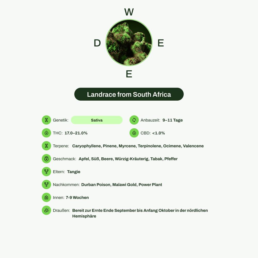 Infografik über THC-Gehalt, CBD-Gehalt, Terpene, Wirkungen, Geschmack von Landrace from South Africa