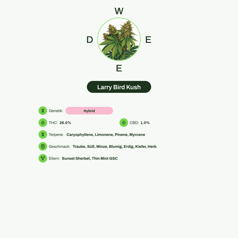 Infografik über THC-Gehalt, CBD-Gehalt, Terpene, Wirkungen, Geschmack von Larry Bird Kush