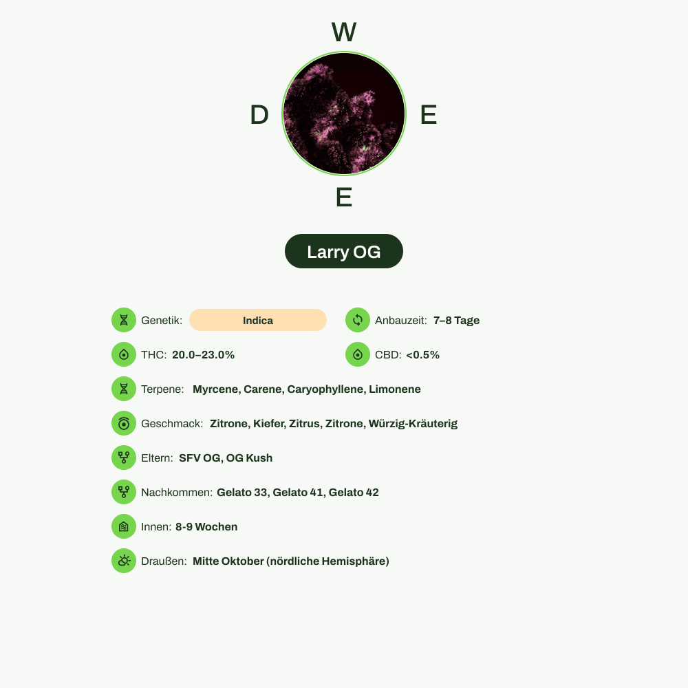 Infografik über THC-Gehalt, CBD-Gehalt, Terpene, Wirkungen, Geschmack von Larry OG