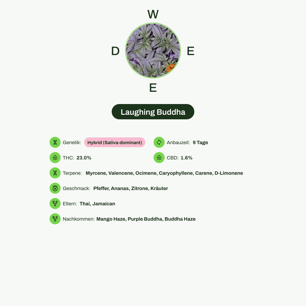 Infografik über THC-Gehalt, CBD-Gehalt, Terpene, Wirkungen, Geschmack von Laughing Buddha