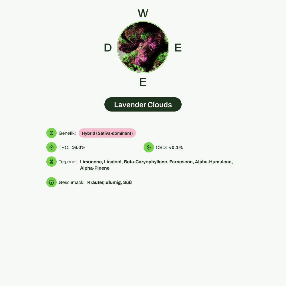 Infografik über THC-Gehalt, CBD-Gehalt, Terpene, Wirkungen, Geschmack von Lavender Clouds