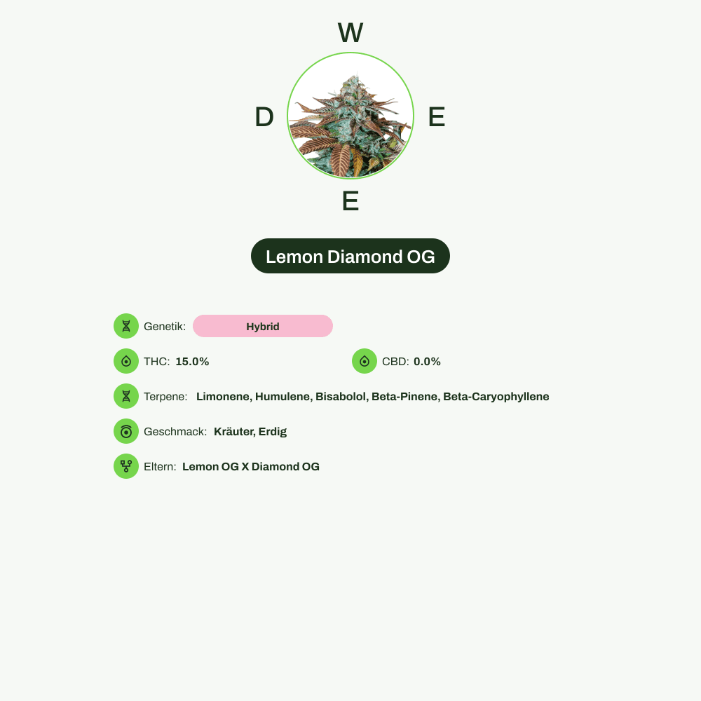 Infografik über THC-Gehalt, CBD-Gehalt, Terpene, Wirkungen, Geschmack von Lemon Diamond OG