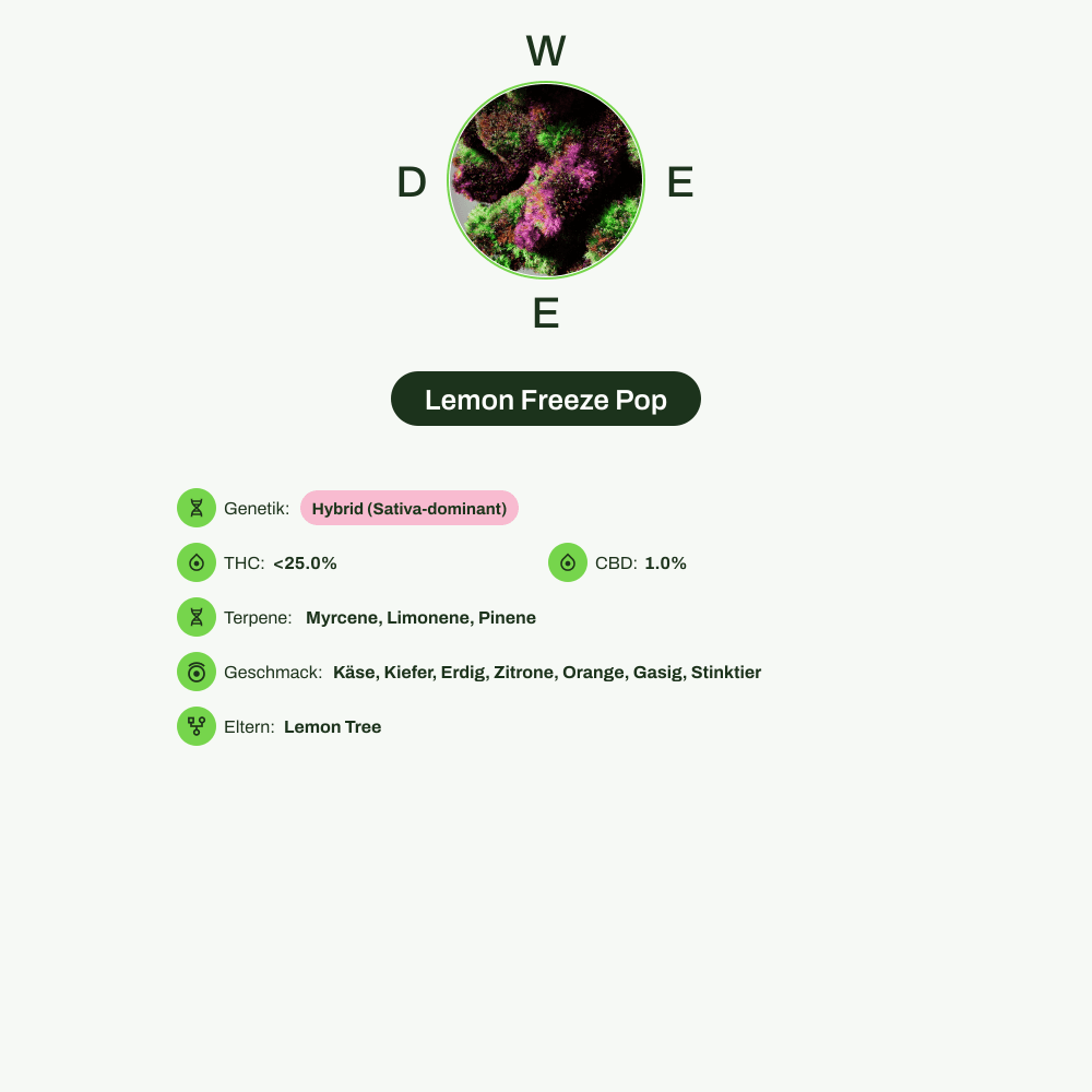 Infografik über THC-Gehalt, CBD-Gehalt, Terpene, Wirkungen, Geschmack von Lemon Freeze Pop