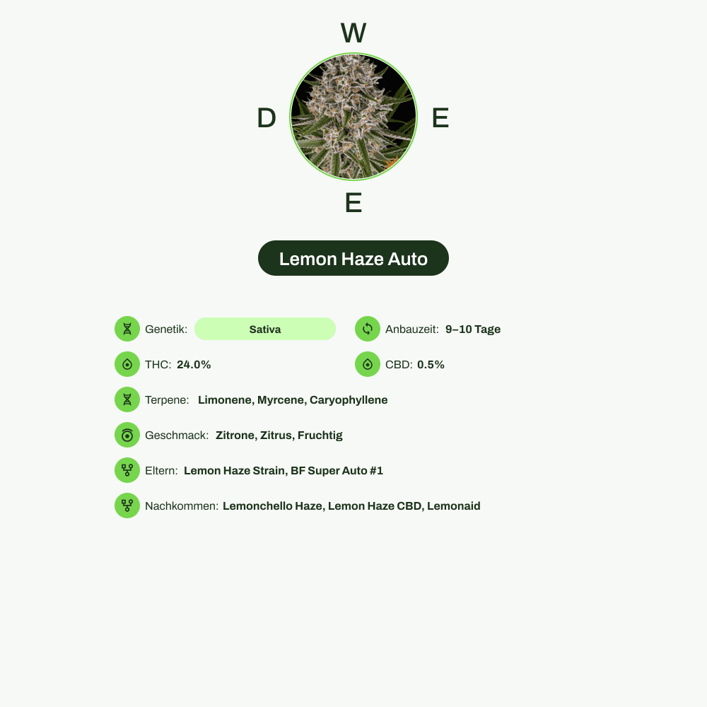 Infografik über THC-Gehalt, CBD-Gehalt, Terpene, Wirkungen, Geschmack von Lemon Haze Auto