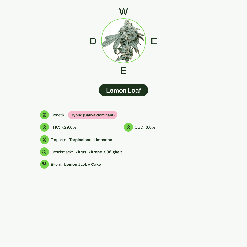 Infografik über THC-Gehalt, CBD-Gehalt, Terpene, Wirkungen, Geschmack von Lemon Loaf
