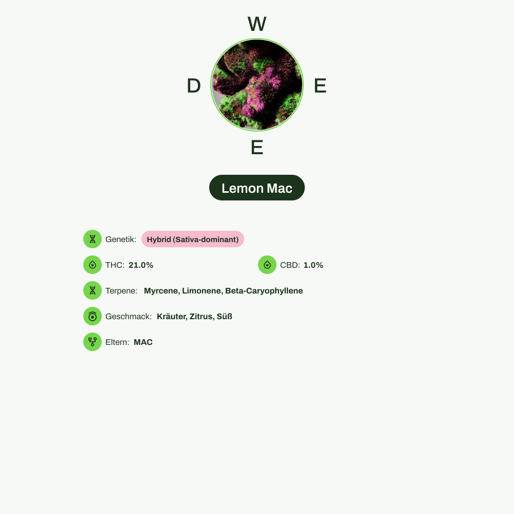Infografik über THC-Gehalt, CBD-Gehalt, Terpene, Wirkungen, Geschmack von Lemon Mac