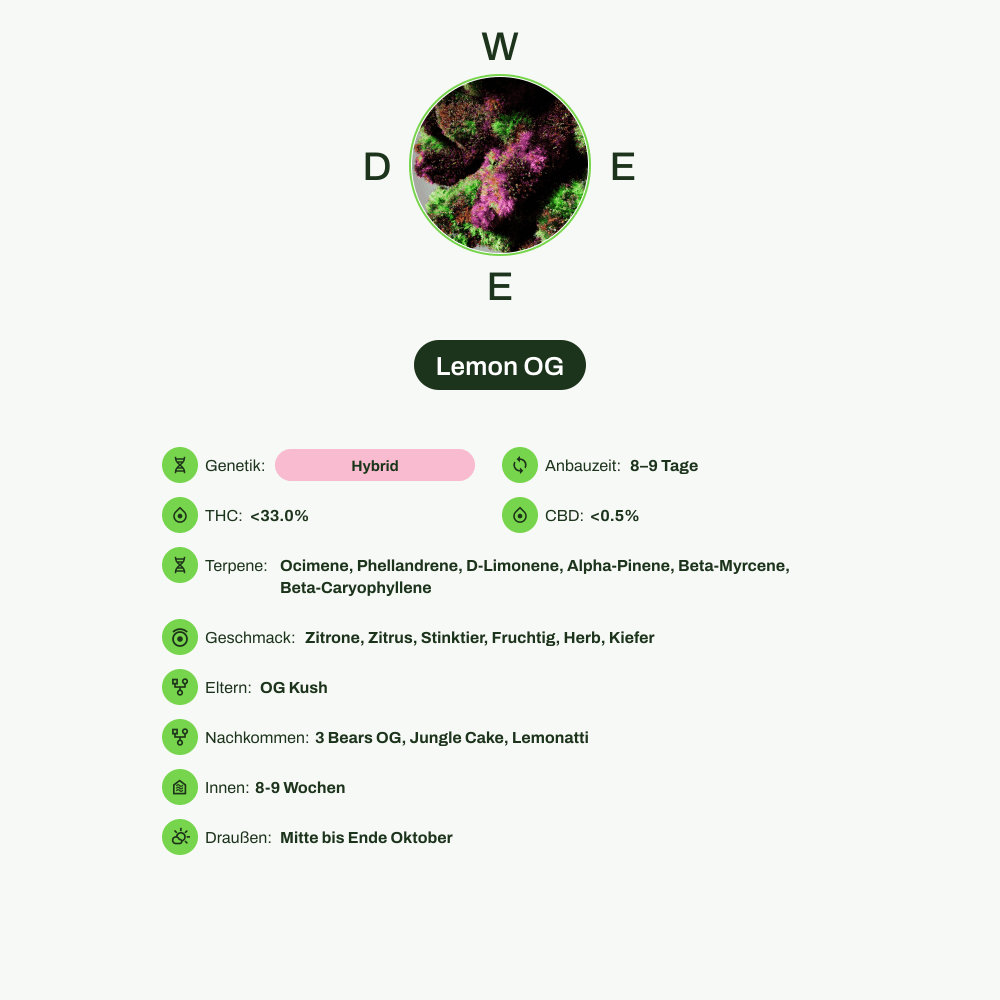 Infografik über THC-Gehalt, CBD-Gehalt, Terpene, Wirkungen, Geschmack von Lemon OG