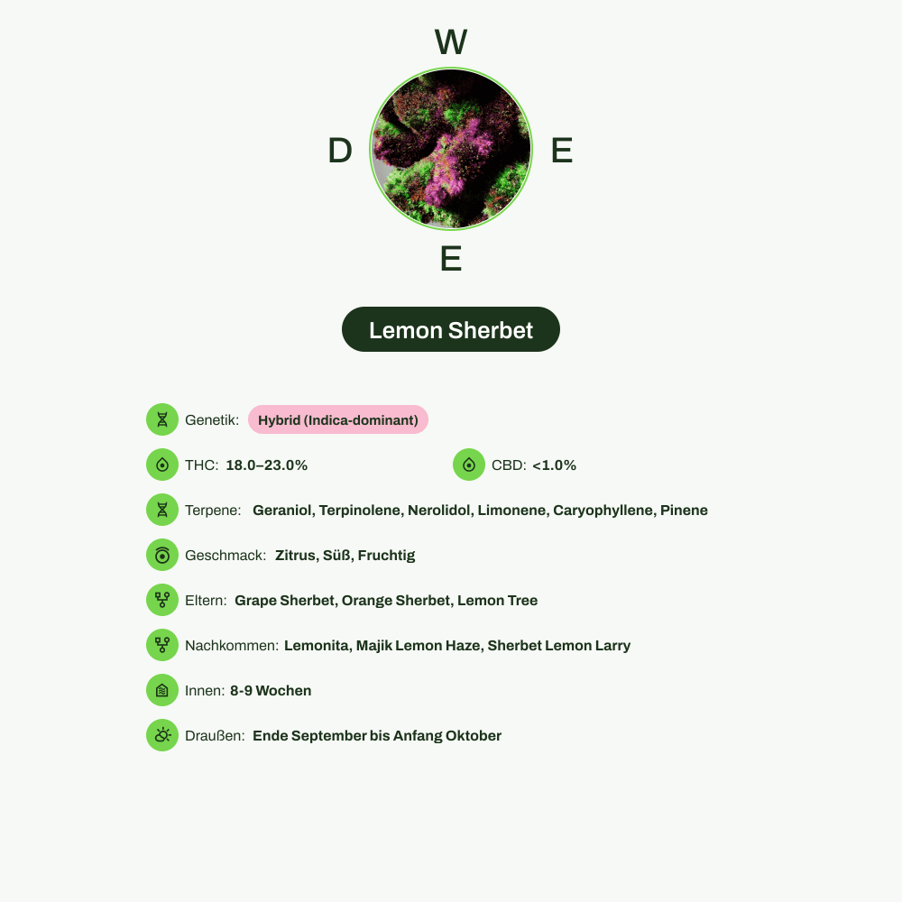 Infografik über THC-Gehalt, CBD-Gehalt, Terpene, Wirkungen, Geschmack von Lemon Sherbet