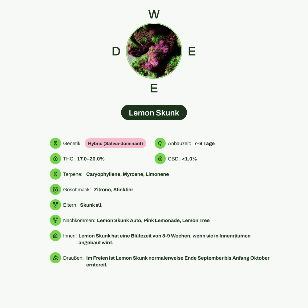 Infografik über THC-Gehalt, CBD-Gehalt, Terpene, Wirkungen, Geschmack von Lemon Skunk