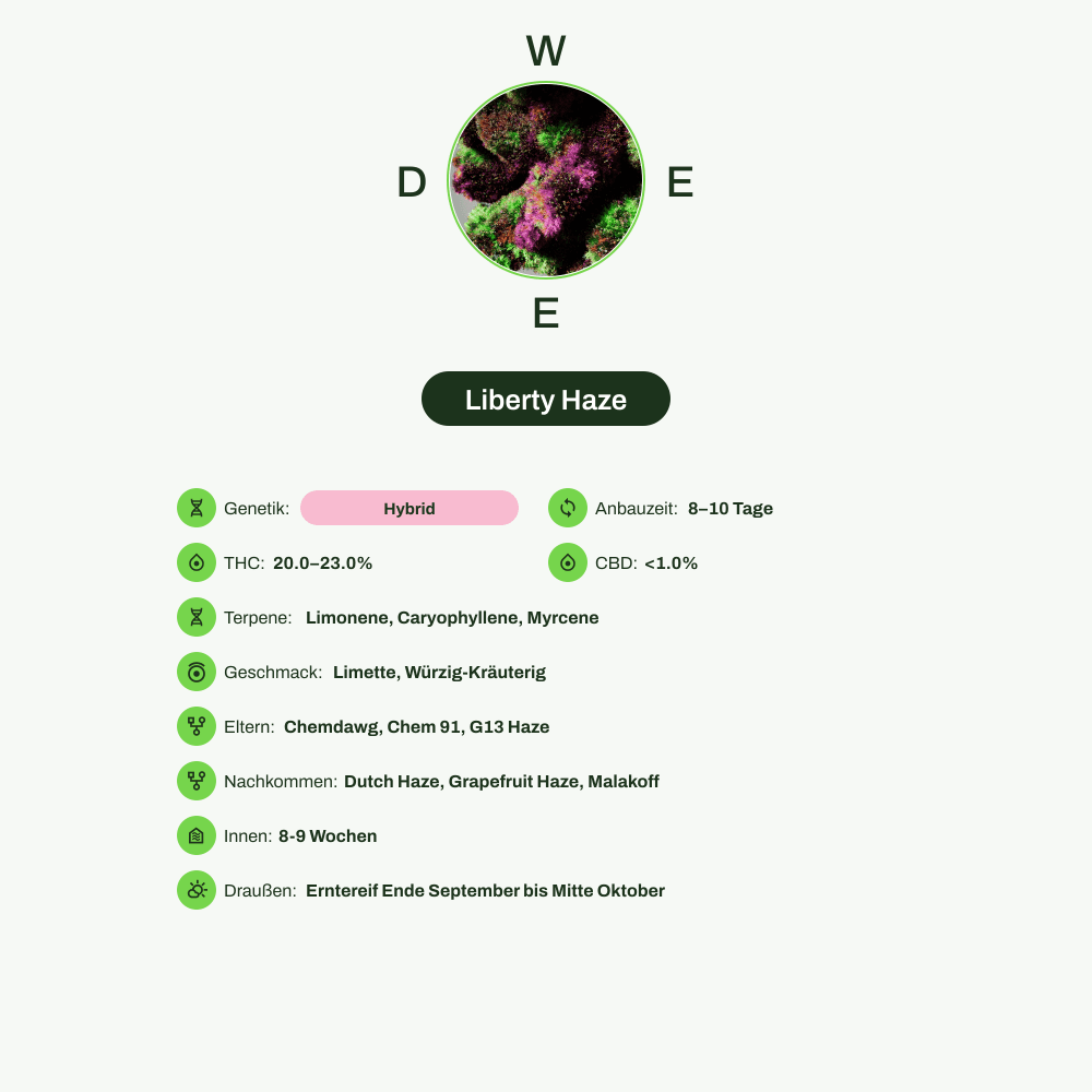 Infografik über THC-Gehalt, CBD-Gehalt, Terpene, Wirkungen, Geschmack von Liberty Haze
