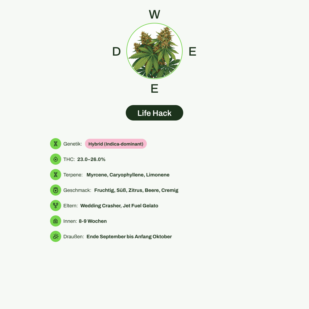 Infografik über THC-Gehalt, CBD-Gehalt, Terpene, Wirkungen, Geschmack von Life Hack