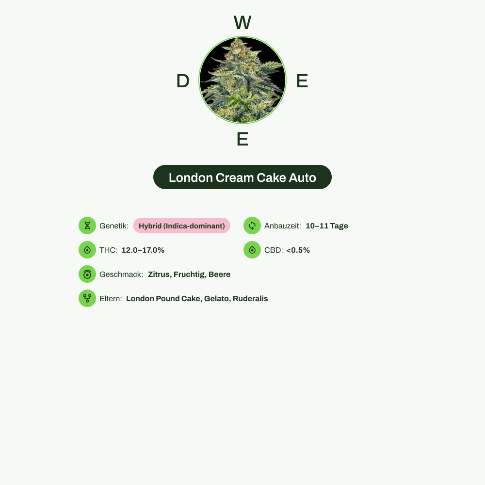 Infografik über THC-Gehalt, CBD-Gehalt, Wirkungen, Geschmack von London Cream Cake Auto