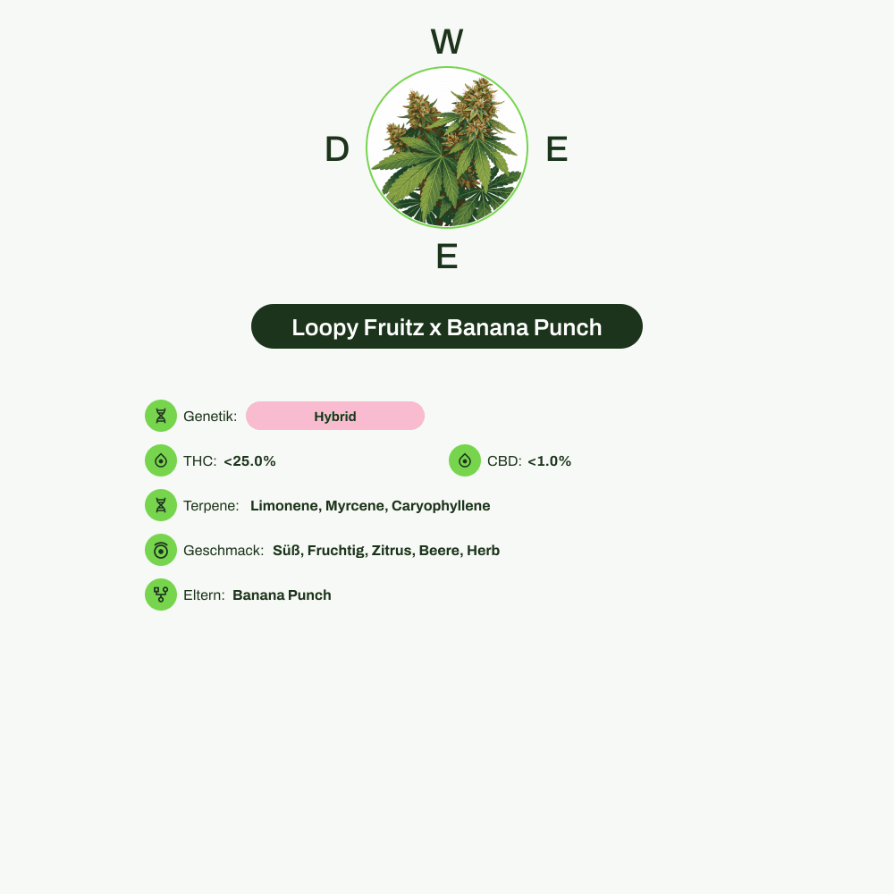 Infografik über THC-Gehalt, CBD-Gehalt, Terpene, Wirkungen, Geschmack von Loopy Fruitz x Banana Punch