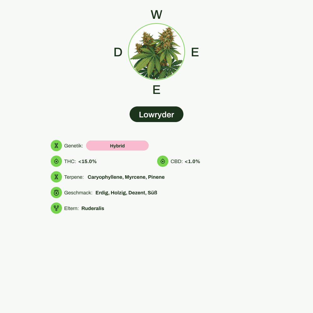 Infografik über THC-Gehalt, CBD-Gehalt, Terpene, Wirkungen, Geschmack von Lowryder