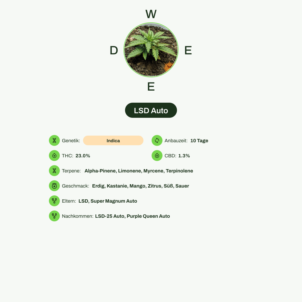 Infografik über THC-Gehalt, CBD-Gehalt, Terpene, Wirkungen, Geschmack von LSD Auto
