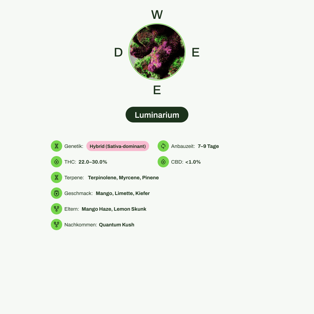 Infografik über THC-Gehalt, CBD-Gehalt, Terpene, Wirkungen, Geschmack von Luminarium