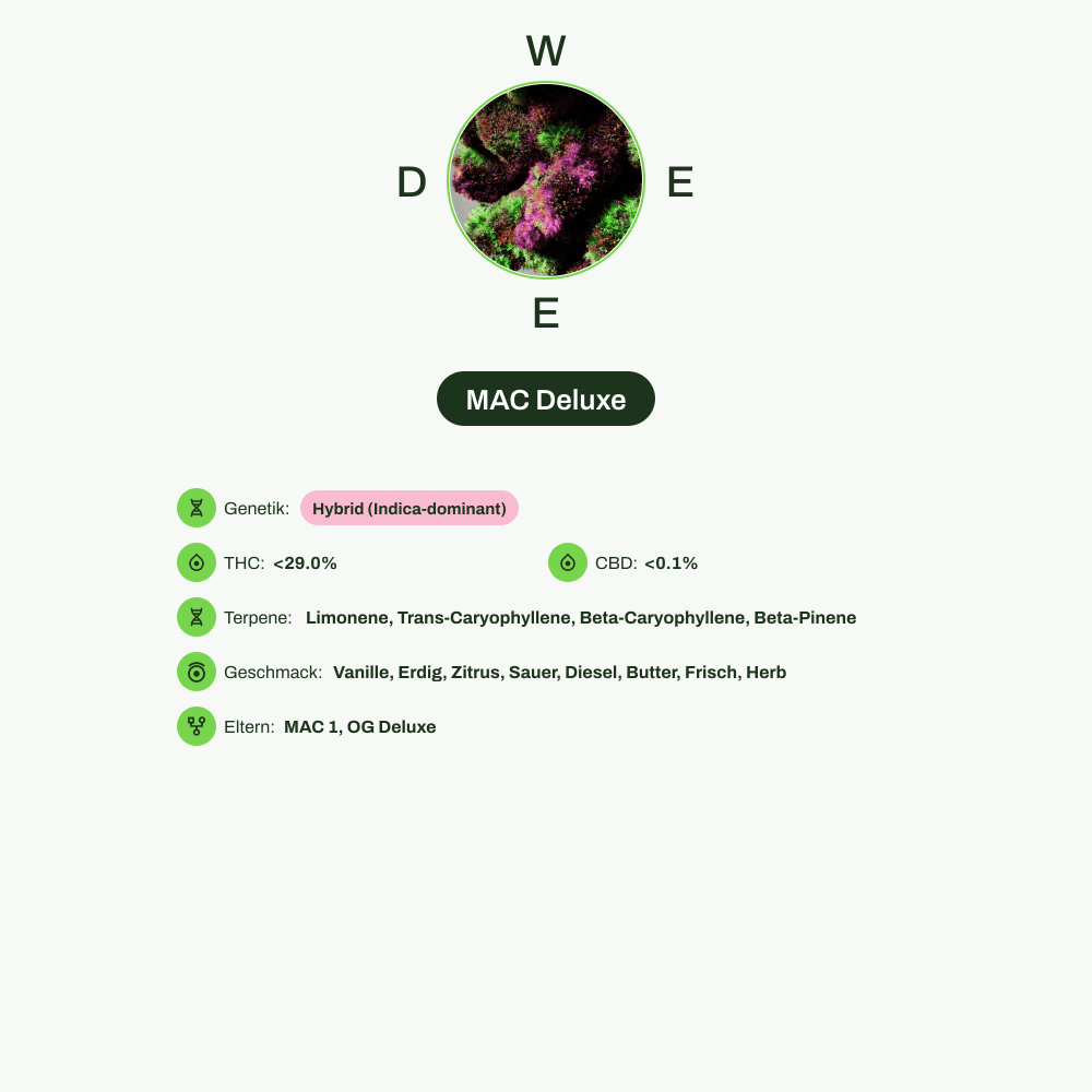 Infografik über THC-Gehalt, CBD-Gehalt, Terpene, Wirkungen, Geschmack von MAC Deluxe