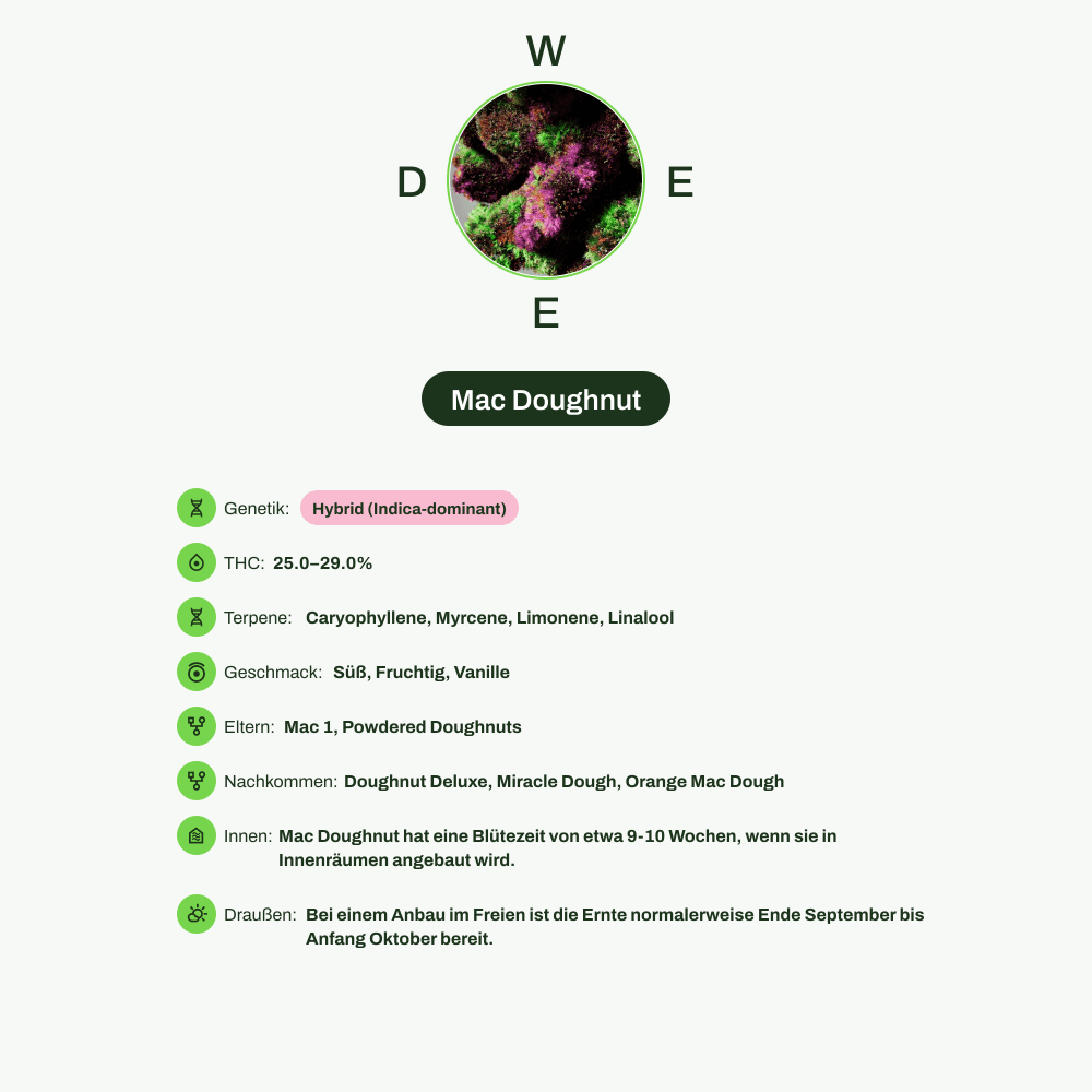 Infografik über THC-Gehalt, CBD-Gehalt, Terpene, Wirkungen, Geschmack von Mac Doughnut