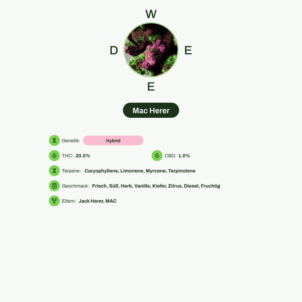 Infografik über THC-Gehalt, CBD-Gehalt, Terpene, Wirkungen, Geschmack von Mac Herer
