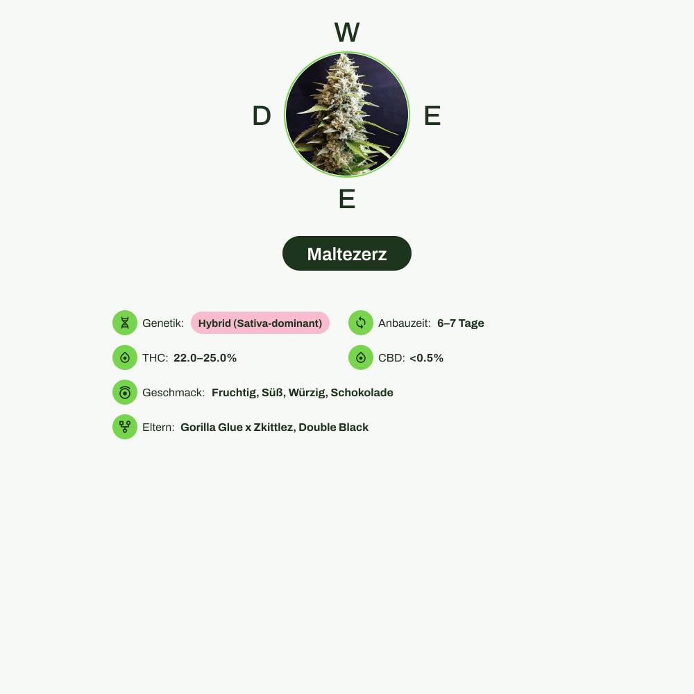 Infografik über THC-Gehalt, CBD-Gehalt, Wirkungen, Geschmack von Maltezerz