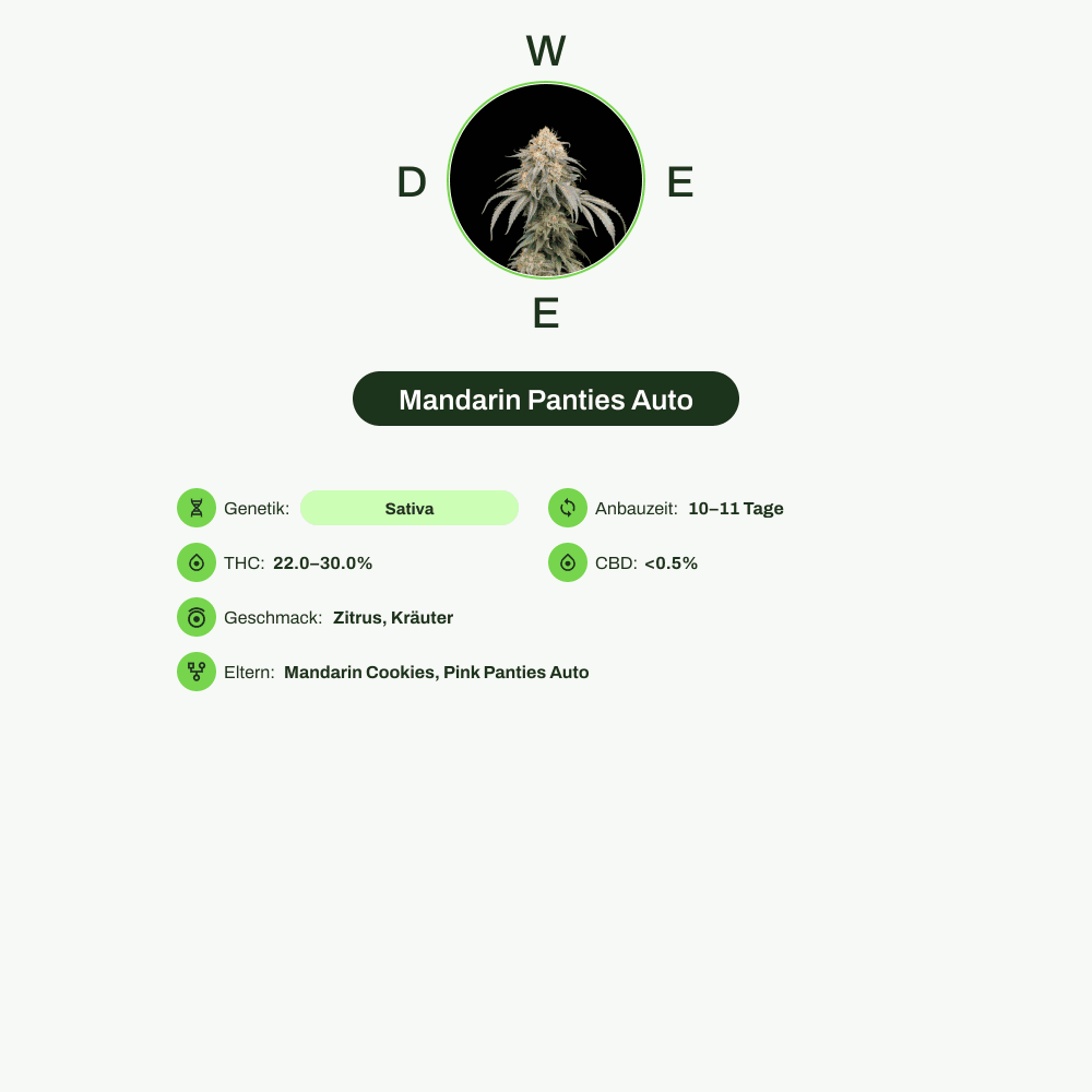 Infografik über THC-Gehalt, CBD-Gehalt, Wirkungen, Geschmack von Mandarin Panties Auto