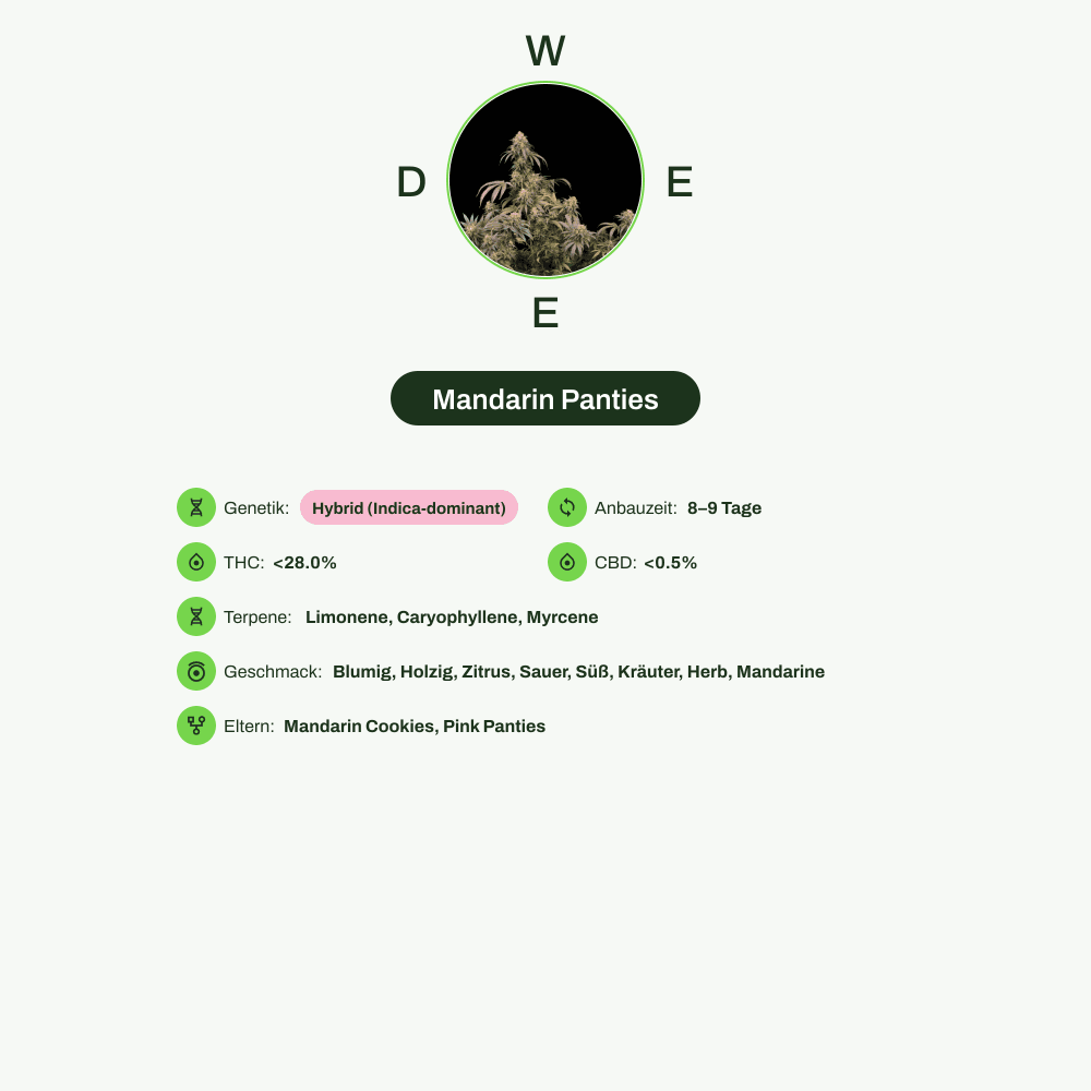 Infografik über THC-Gehalt, CBD-Gehalt, Terpene, Wirkungen, Geschmack von Mandarin Panties